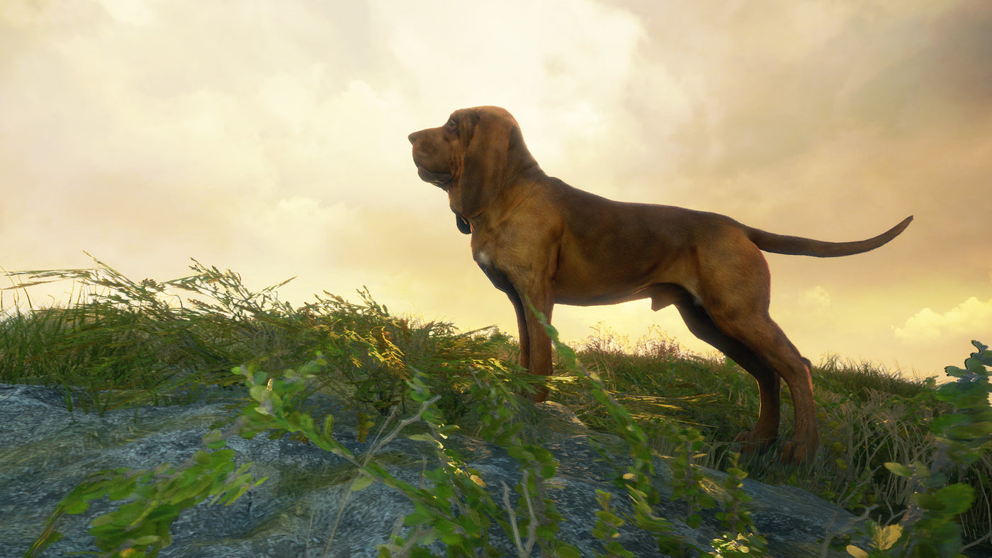 theHunter Call of the Wild - Bloodhound DLC - PC (Steam) — скриншот 1