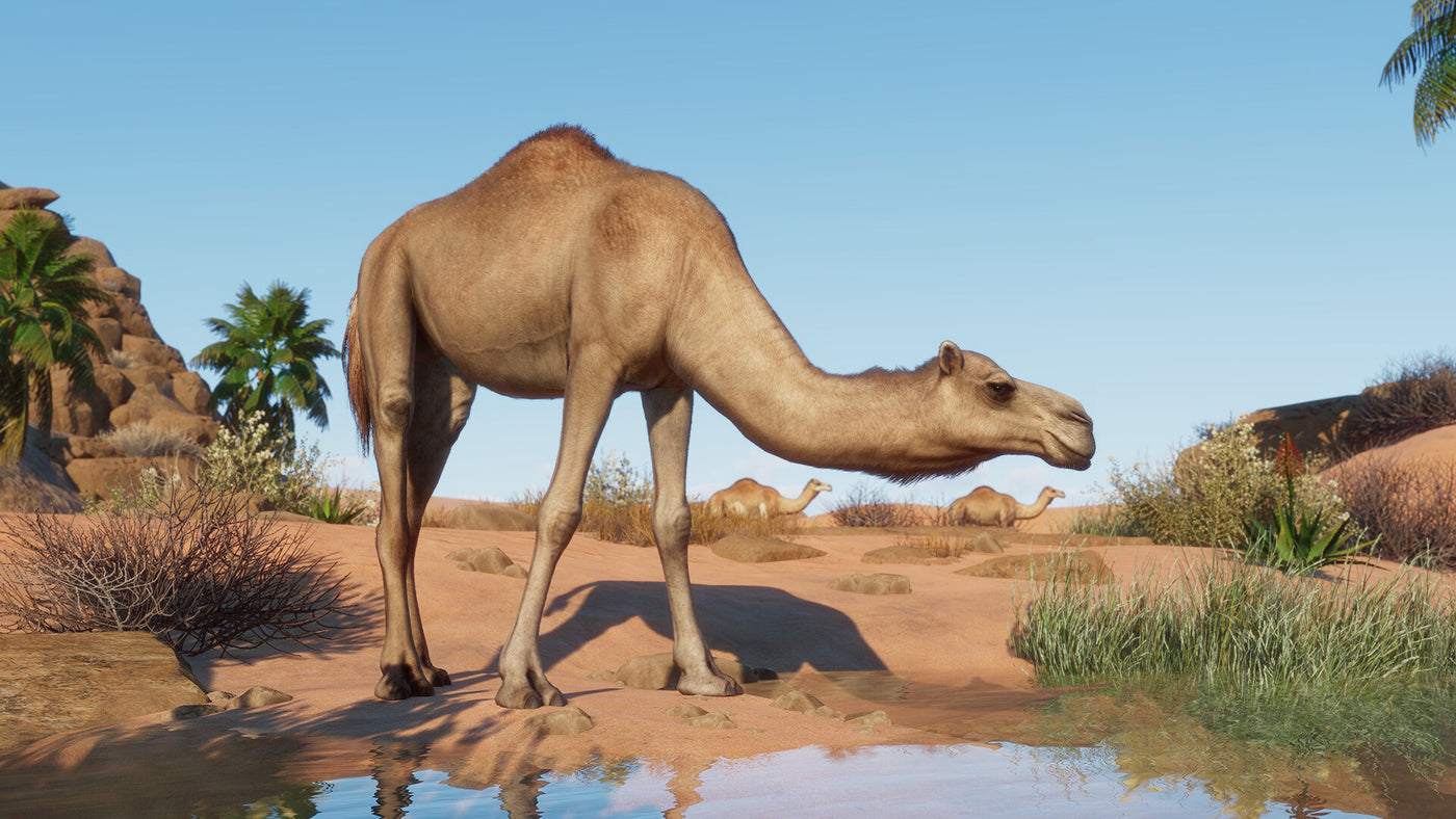 Planet Zoo - Arid Animal Pack DLC - PC (Steam) — скриншот 1